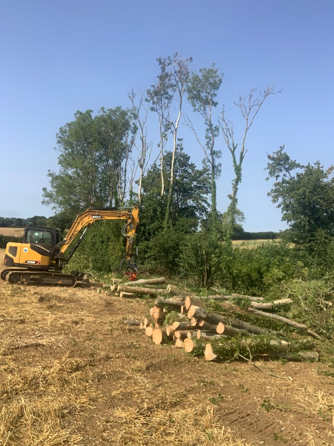 SANY forestry excavator working beside cut timber and trees at an ash dieback clearance site
