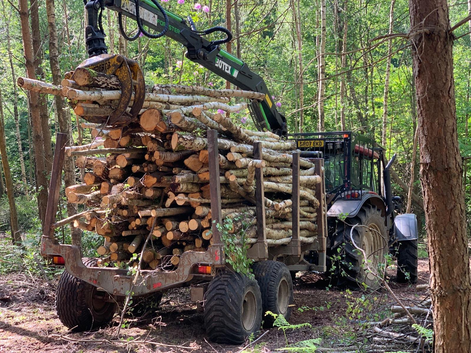 Forestry tractor and timber trailer loading cut logs in woodland