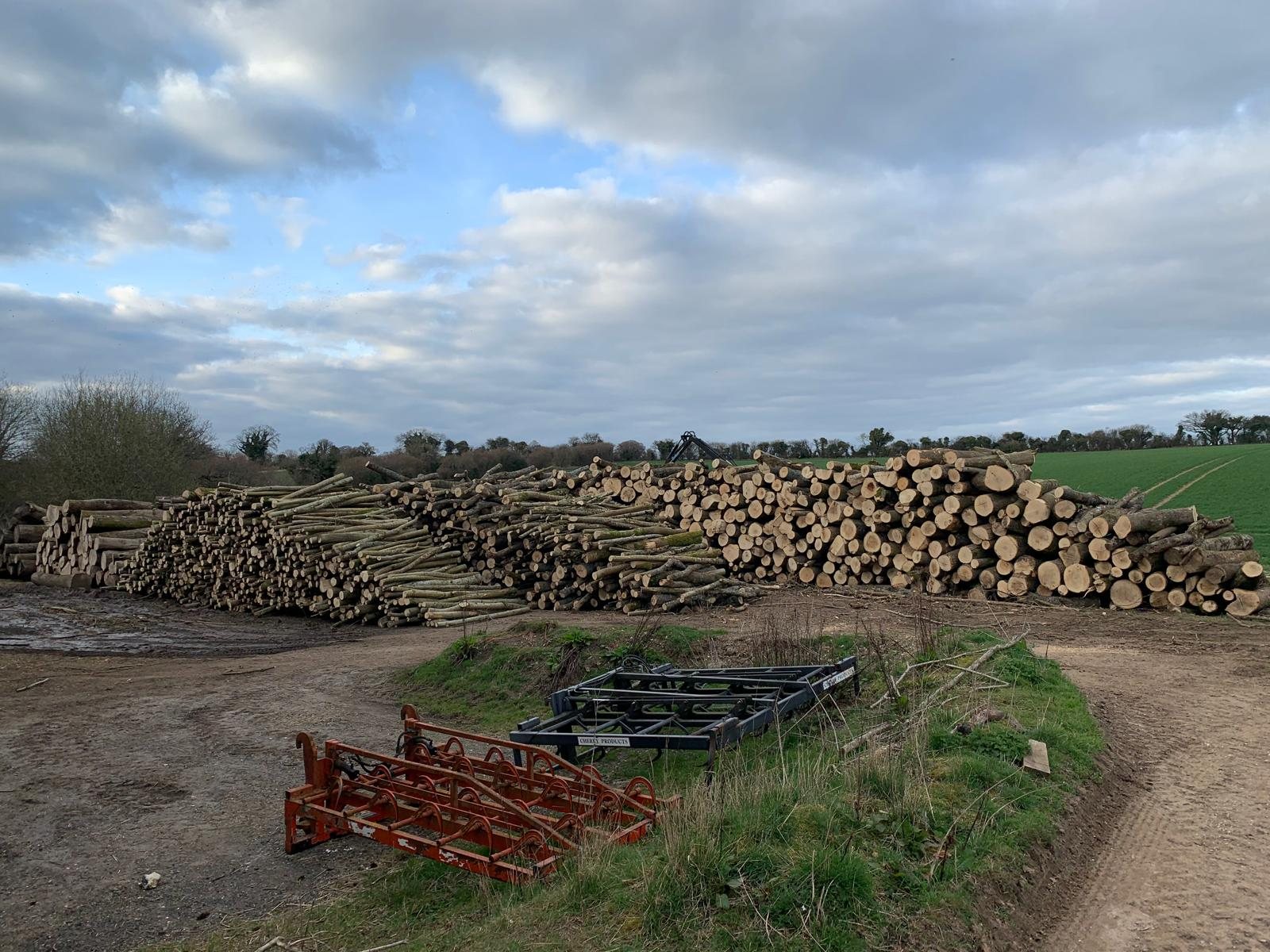 Cordwood and cut timber stacked at a forestry yard