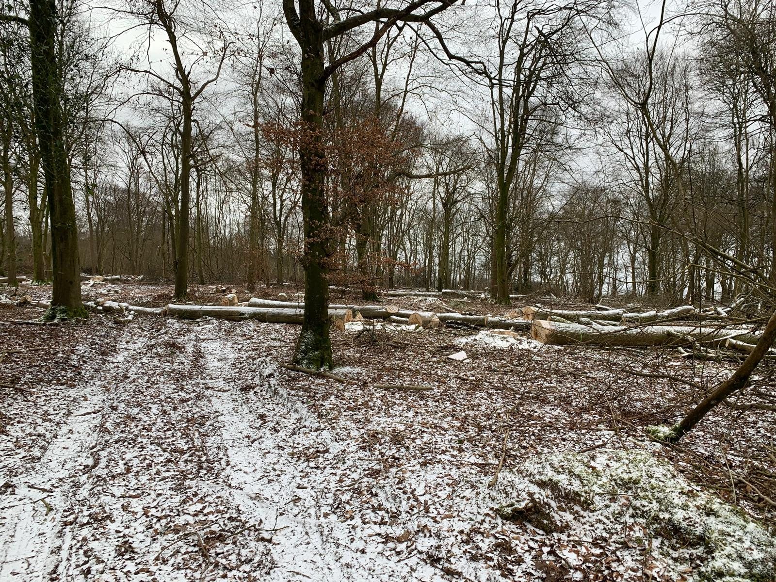 Snow-dusted woodland with timber on the ground